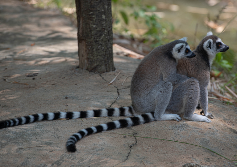 Fauna_Madagascar (45)