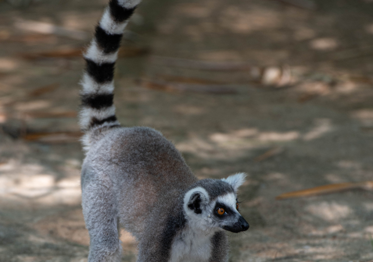 Fauna_Madagascar (47)