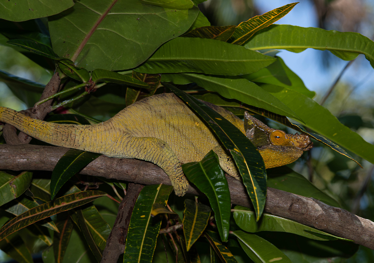 Fauna_Madagascar (49)