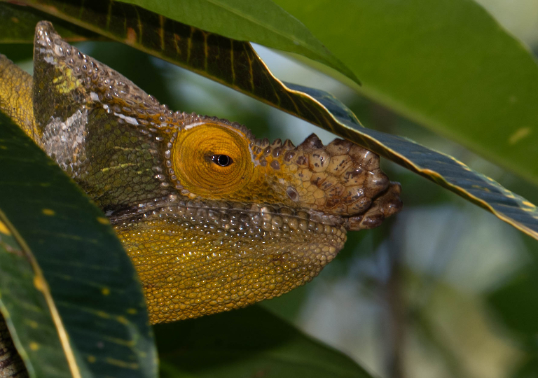 Fauna_Madagascar (50)