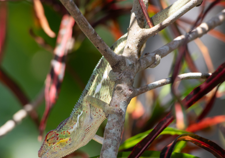 Fauna_Madagascar (51)