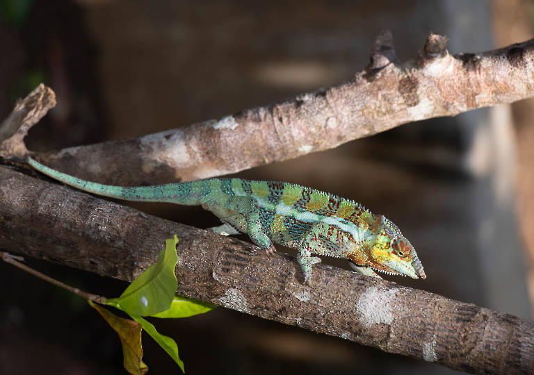 Fauna_Madagascar (52)