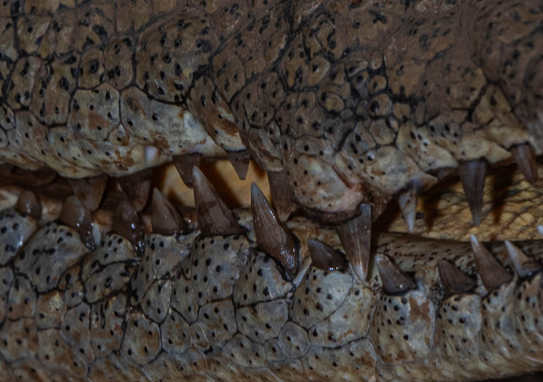 Fauna_Madagascar (54)