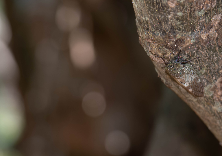 Fauna_Madagascar (55)